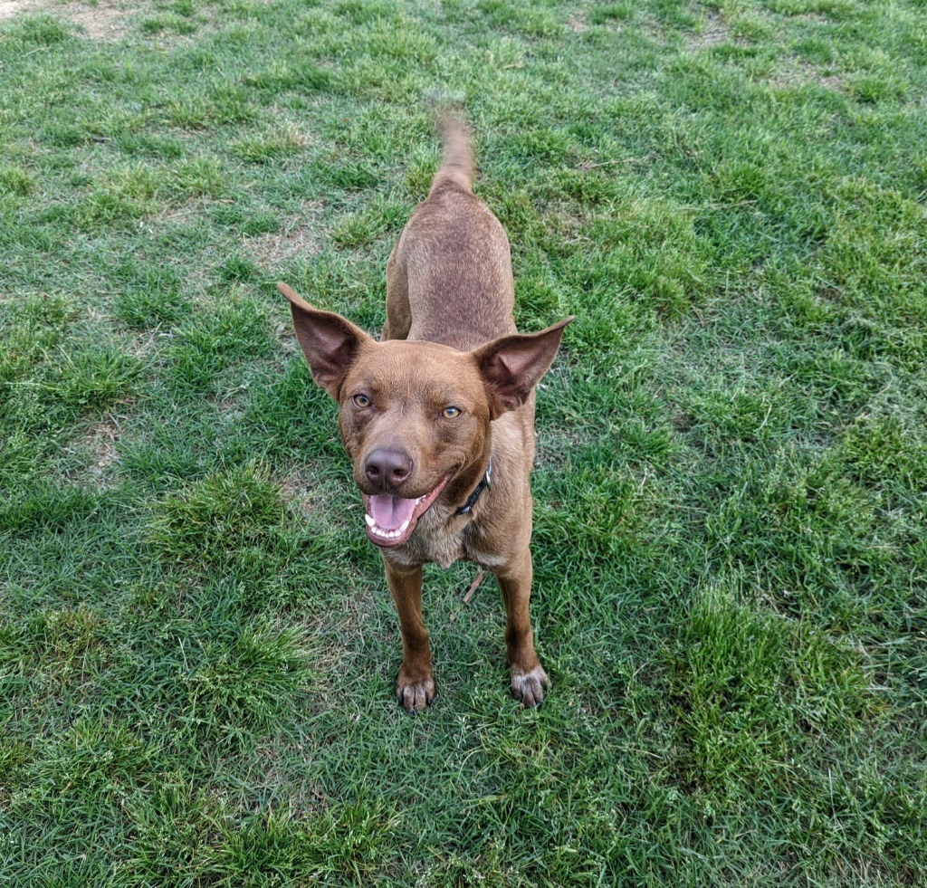 Brownie, an adoptable Cattle Dog, Boxer in Ballwin, MO, 63011 | Photo Image 3