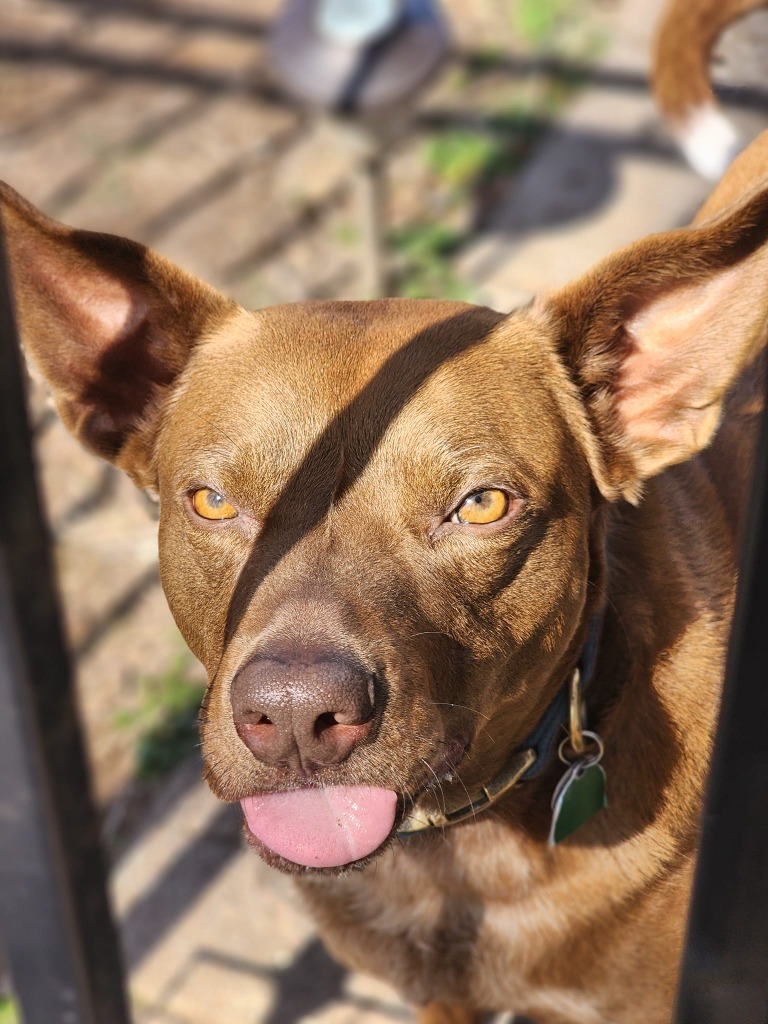 Brownie, an adoptable Cattle Dog, Boxer in Ballwin, MO, 63011 | Photo Image 5