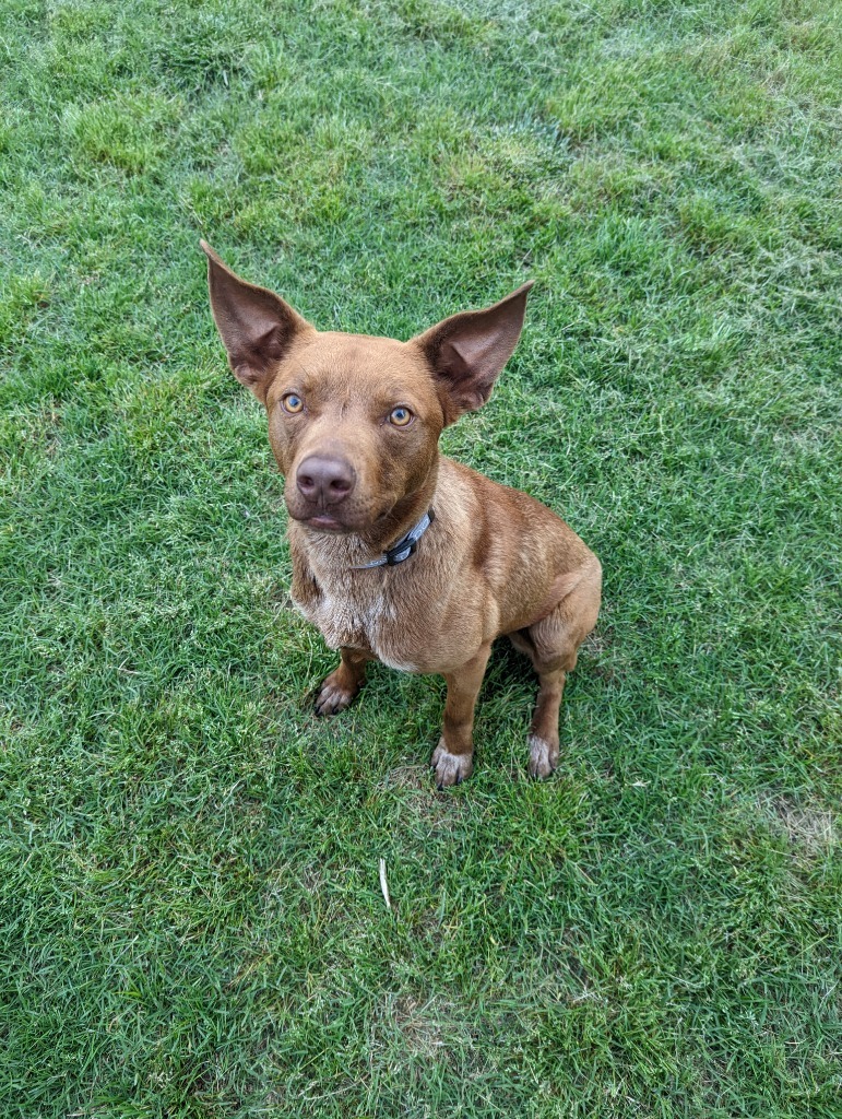Brownie, an adoptable Cattle Dog, Boxer in Ballwin, MO, 63011 | Photo Image 6