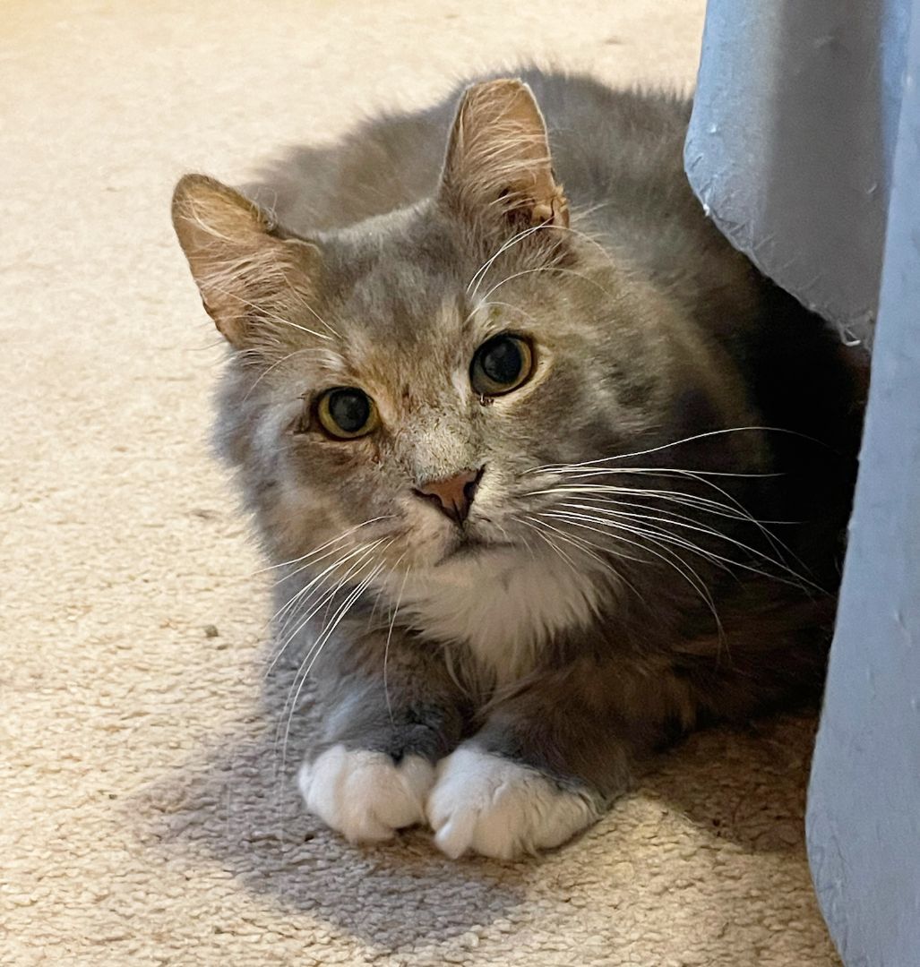 Cat for adoption Clooney (50 off adoption fee!), a Domestic