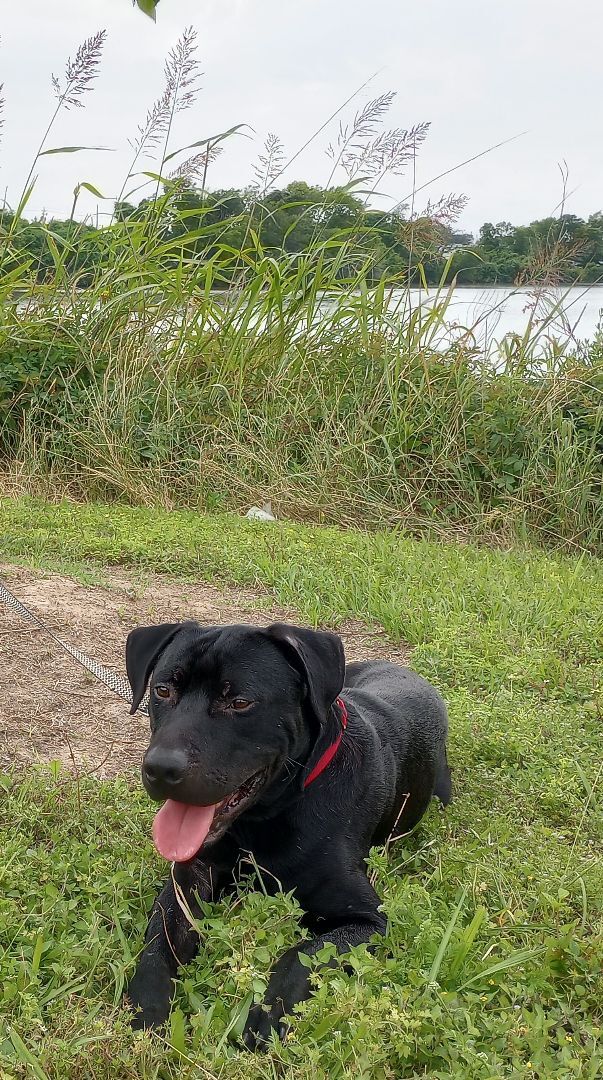 Cole, an adoptable Labrador Retriever Mix in Richmond, VA_image-3