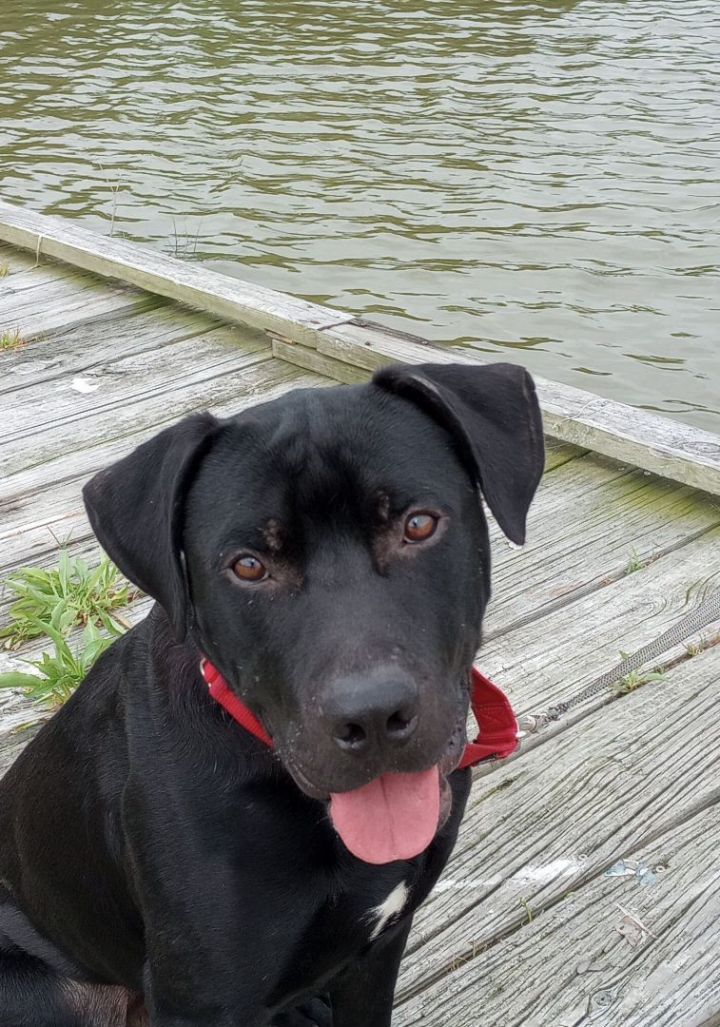 Cole, an adoptable Labrador Retriever Mix in Auburn, WA_image-1
