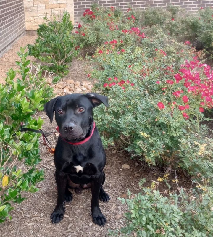 Cole, an adoptable Labrador Retriever Mix in Auburn, WA_image-5