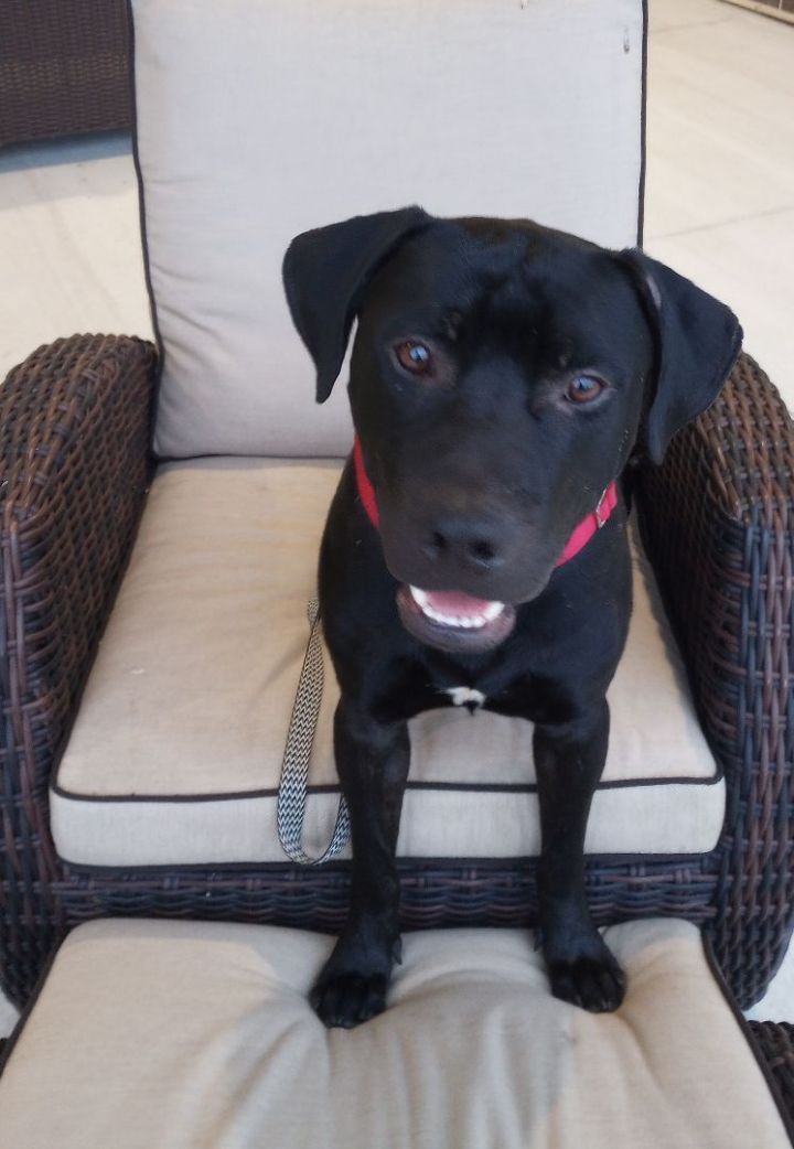 Cole, an adoptable Labrador Retriever Mix in Baytown, TX_image-4