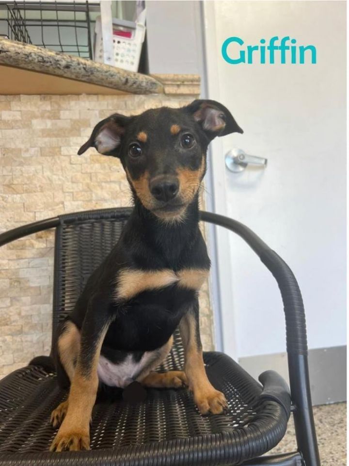 Griffin, an adoptable Rat Terrier & Manchester Terrier Mix in Miami, FL_image-1