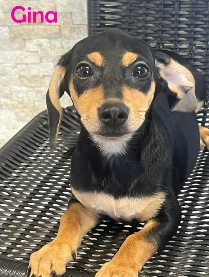 Doxie rat 2024 terrier mix