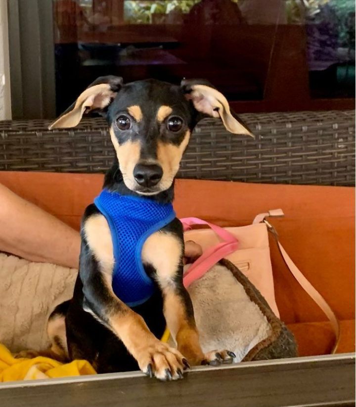 Gina, an adoptable Rat Terrier & Dachshund Mix in Miami, FL_image-1
