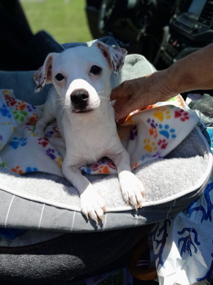 Huxley, an adoptable Rat Terrier & Chihuahua Mix in Miami, FL_image-1