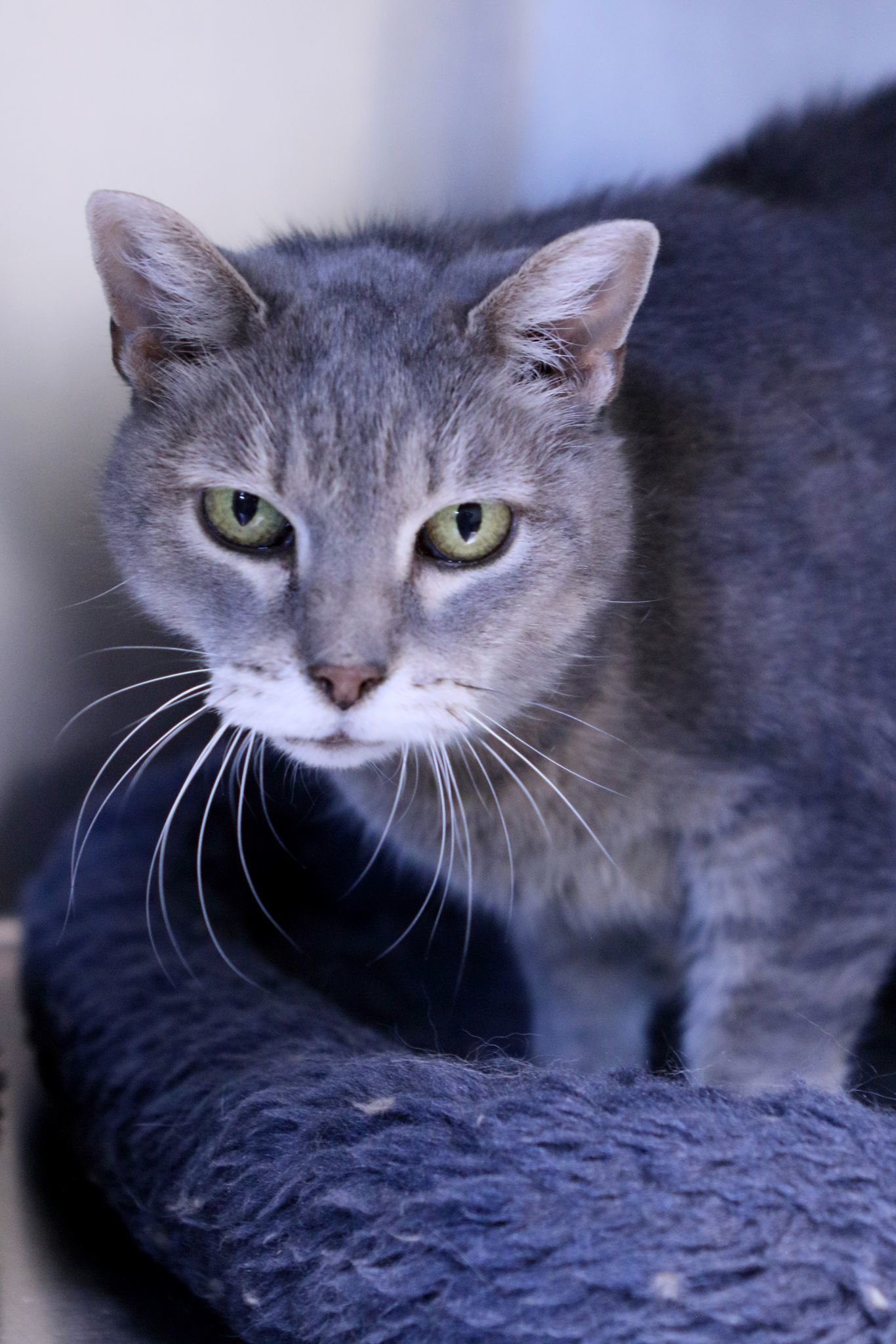 Dayle, an adoptable Tiger in Austin, MN, 55912 | Photo Image 1