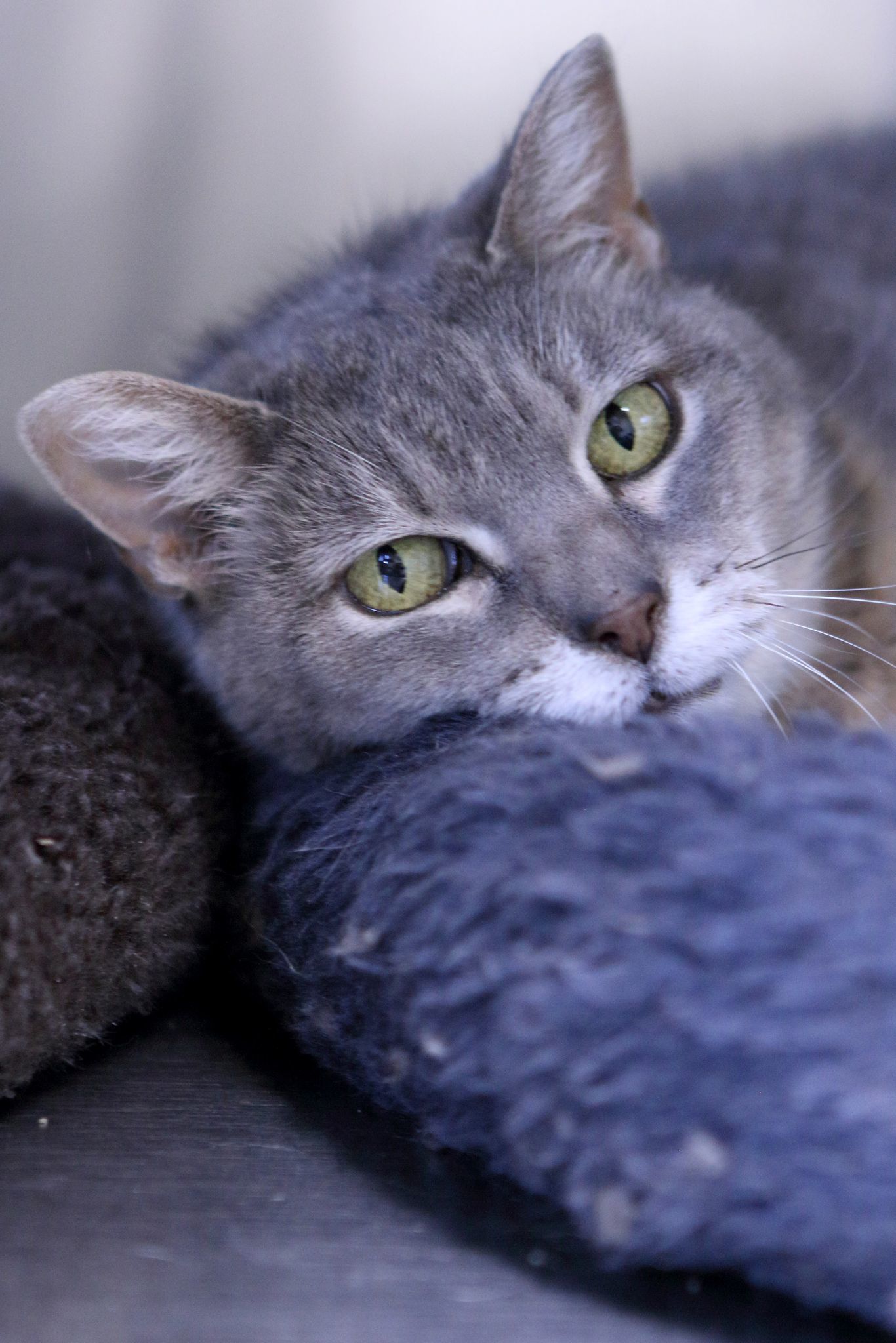 Dayle, an adoptable Tiger in Austin, MN, 55912 | Photo Image 2