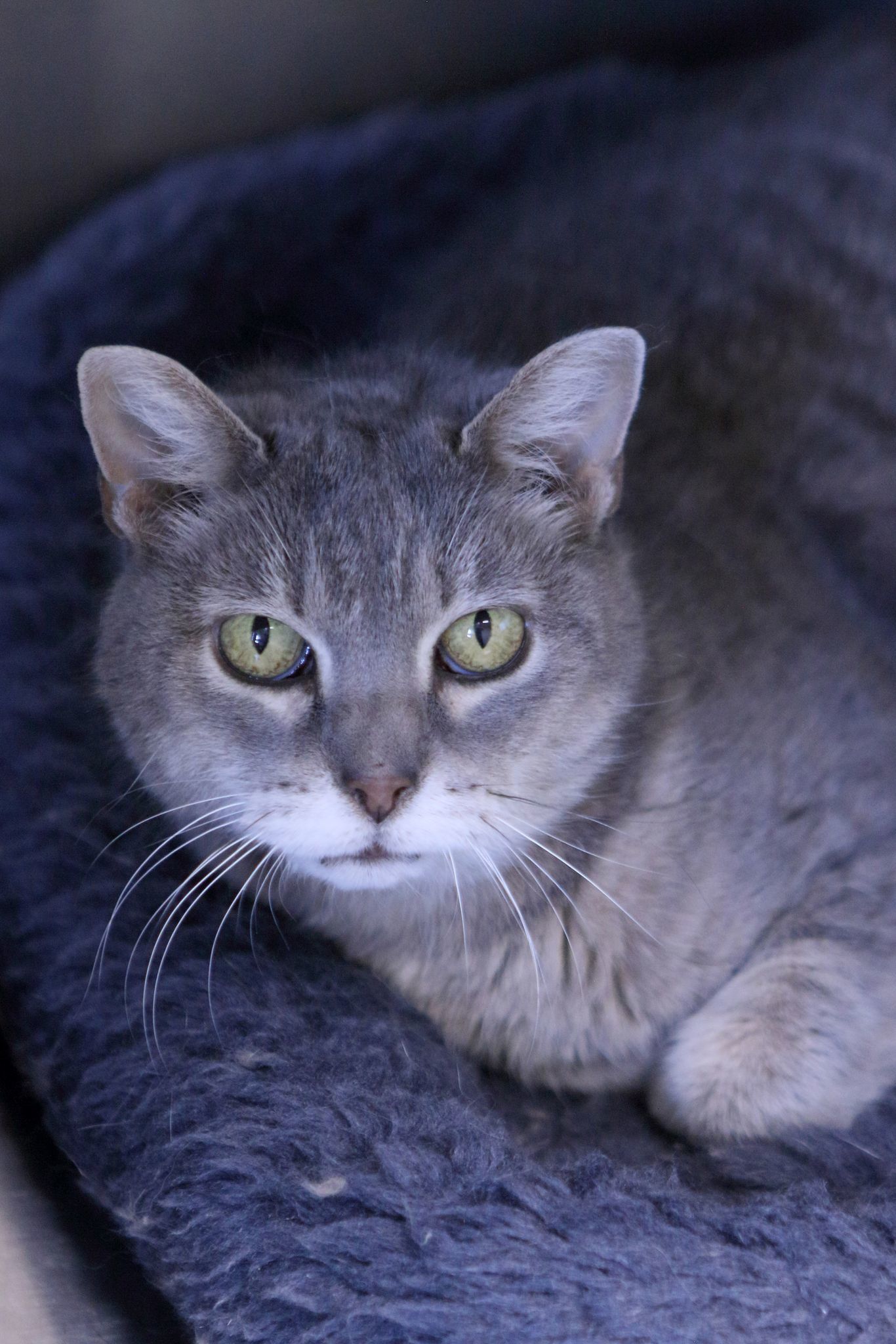 Dayle, an adoptable Tiger in Austin, MN, 55912 | Photo Image 3