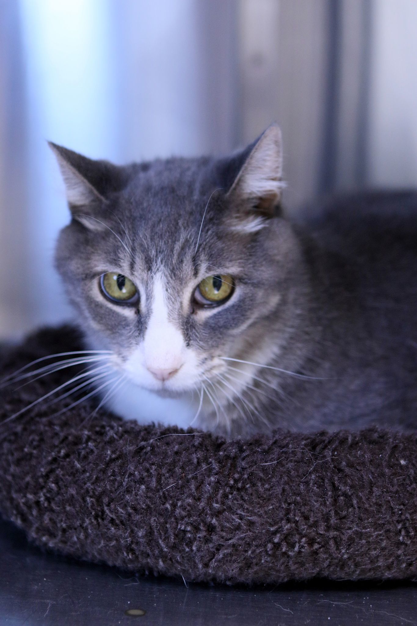 Chip, an adoptable Tiger in Austin, MN, 55912 | Photo Image 1