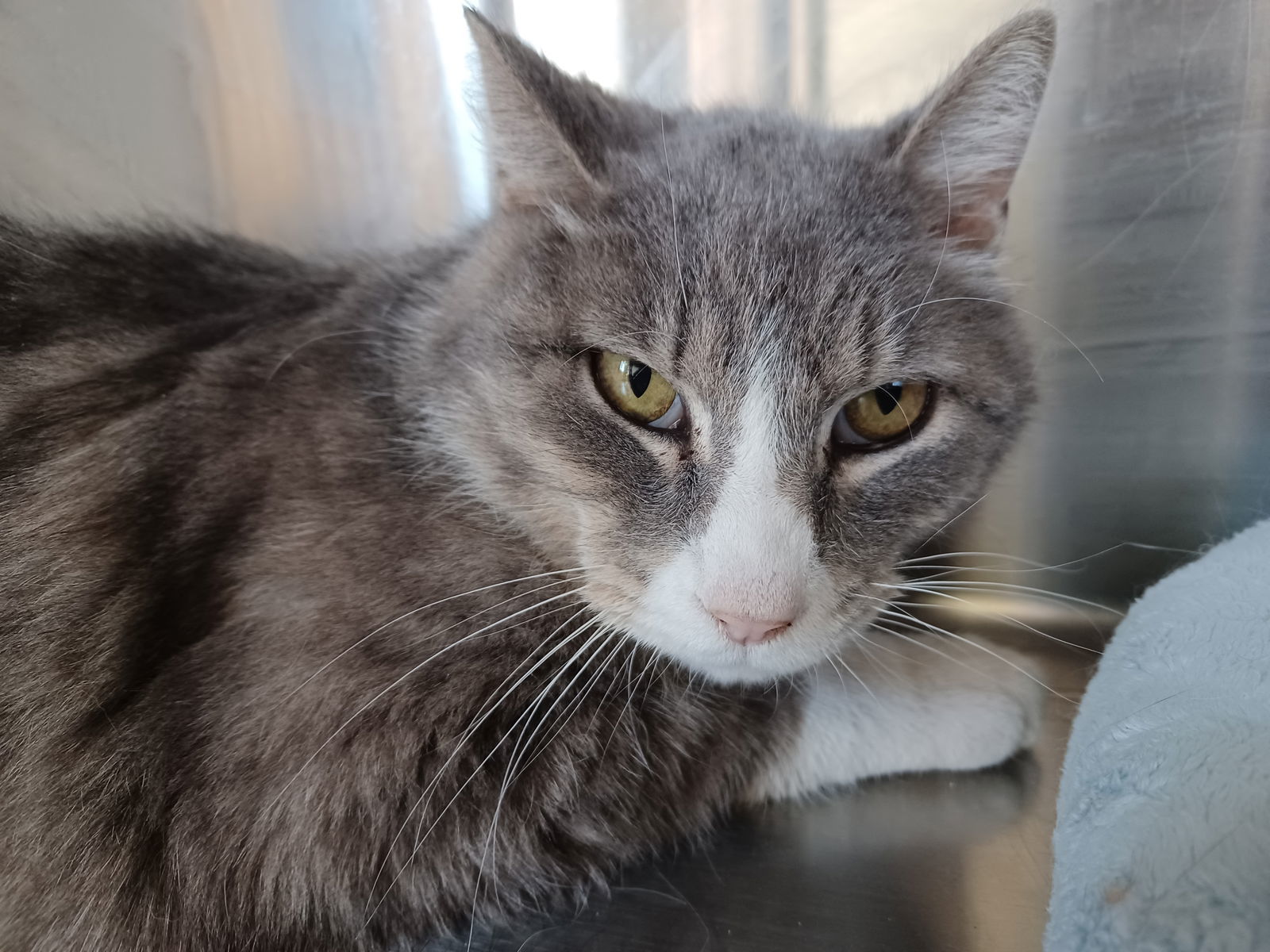 Chip, an adoptable Tiger in Austin, MN, 55912 | Photo Image 2