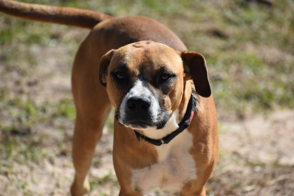 Vixie, an adoptable Boxer, Pit Bull Terrier in Newton, TX, 75966 | Photo Image 1