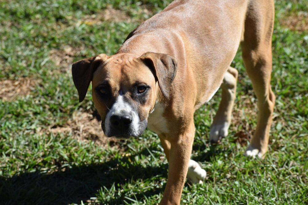 Vixie, an adoptable Boxer, Pit Bull Terrier in Newton, TX, 75966 | Photo Image 2