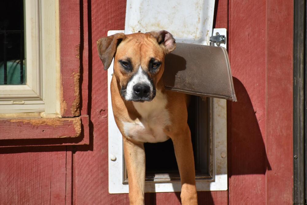 Vixie, an adoptable Boxer, Pit Bull Terrier in Newton, TX, 75966 | Photo Image 3
