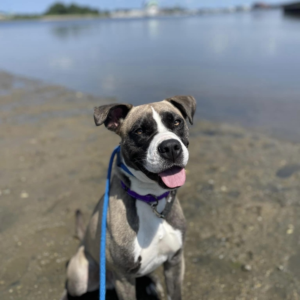 Jaxtyn, an adoptable Boxer in Boston, MA, 02113 | Photo Image 1