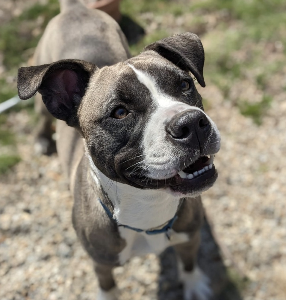 Jaxtyn, an adoptable Boxer in Boston, MA, 02113 | Photo Image 2