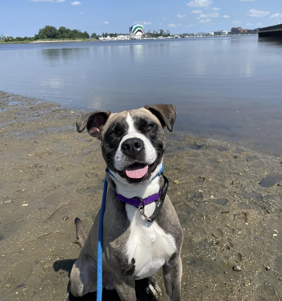 Jaxtyn, an adoptable Boxer in Boston, MA, 02113 | Photo Image 3