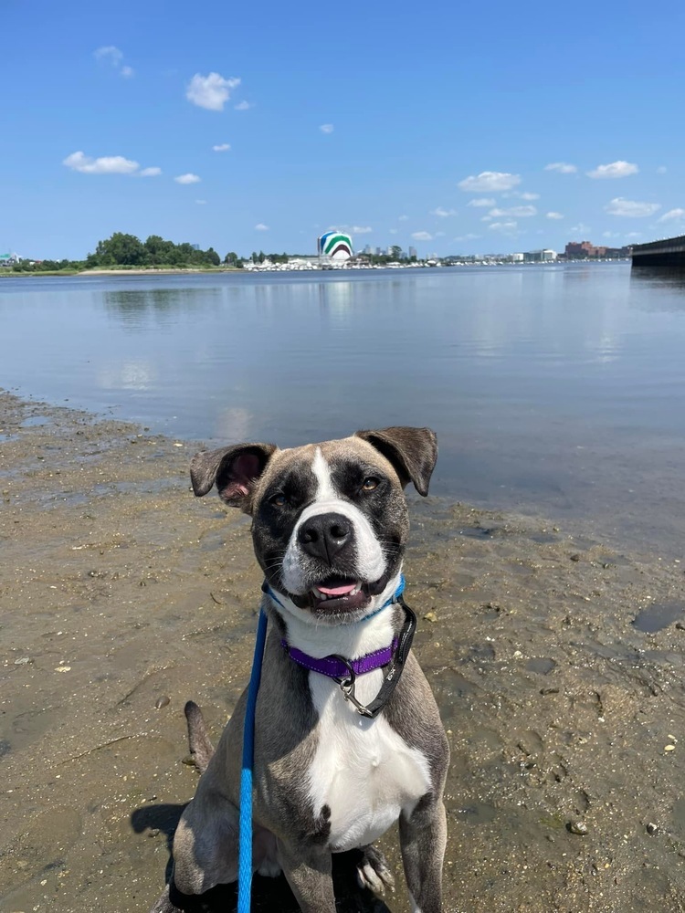 Jaxtyn, an adoptable Boxer in Boston, MA, 02113 | Photo Image 5