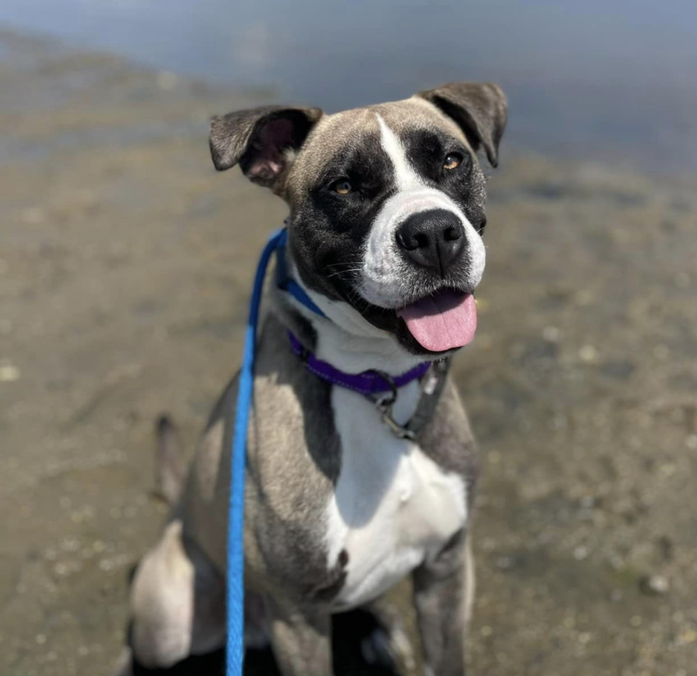 Jaxtyn, an adoptable Boxer in Boston, MA, 02113 | Photo Image 6