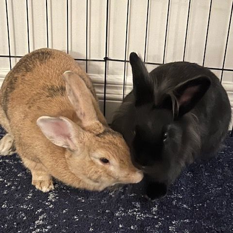 Leila & Gus, an adoptable Harlequin & Lionhead Mix in Los Angeles, CA_image-1