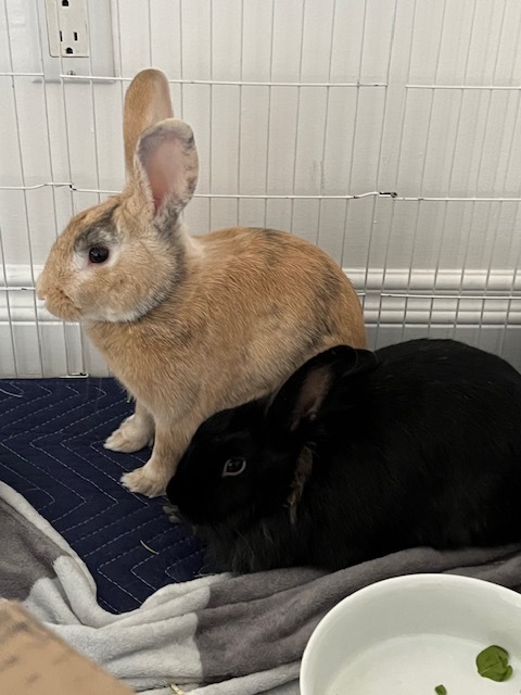 Leila & Gus, an adoptable Harlequin & Lionhead Mix in Los Angeles, CA_image-5