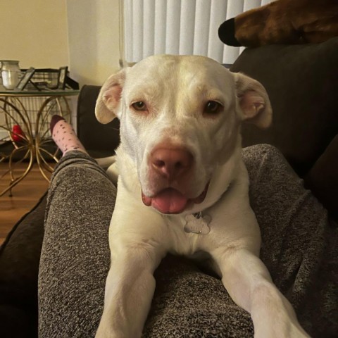 Lenox, an adoptable Terrier Mix in Falls Church, VA_image-6