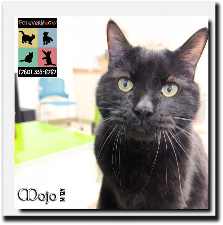 Mojo, an adoptable Domestic Short Hair & Bombay Mix in Palm Desert, CA_image-1