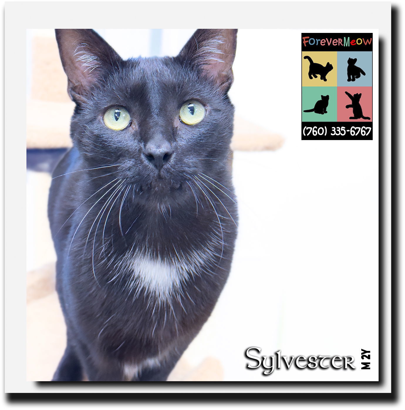 Sylvester the cheap black cat