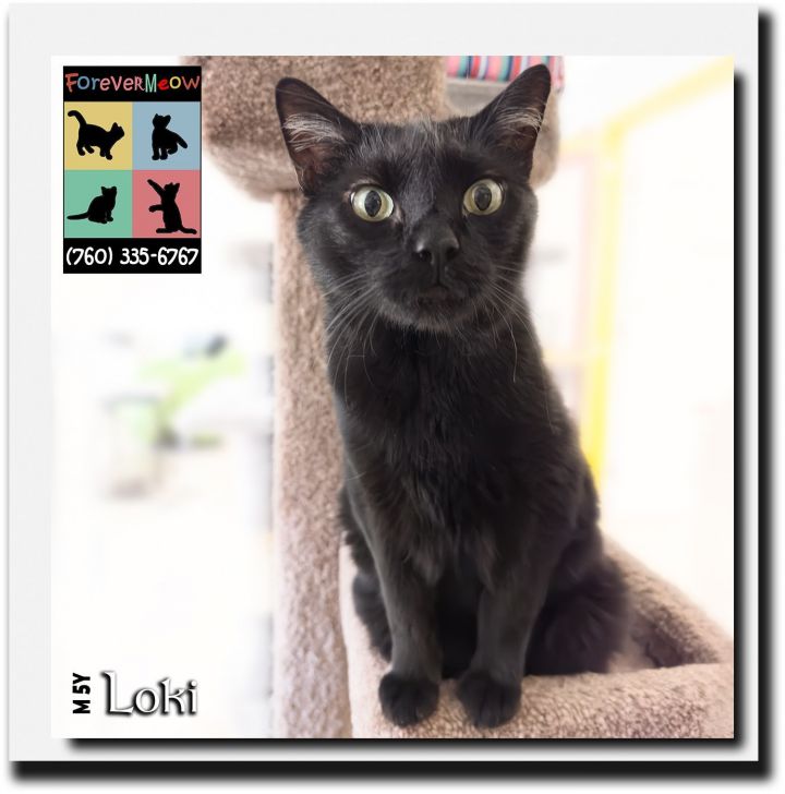 Loki, an adoptable Domestic Short Hair & Bombay Mix in Palm Desert, CA_image-1