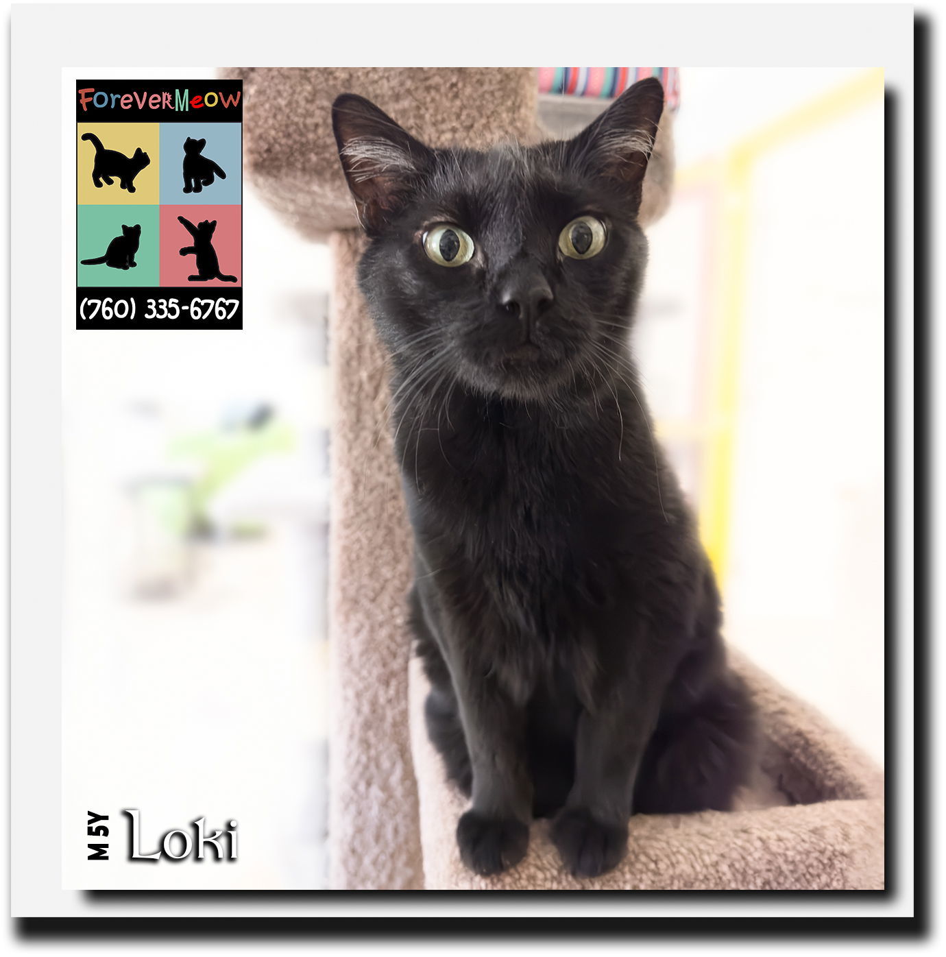 Loki, an adoptable Domestic Short Hair, Bombay in Palm Desert, CA, 92260 | Photo Image 1