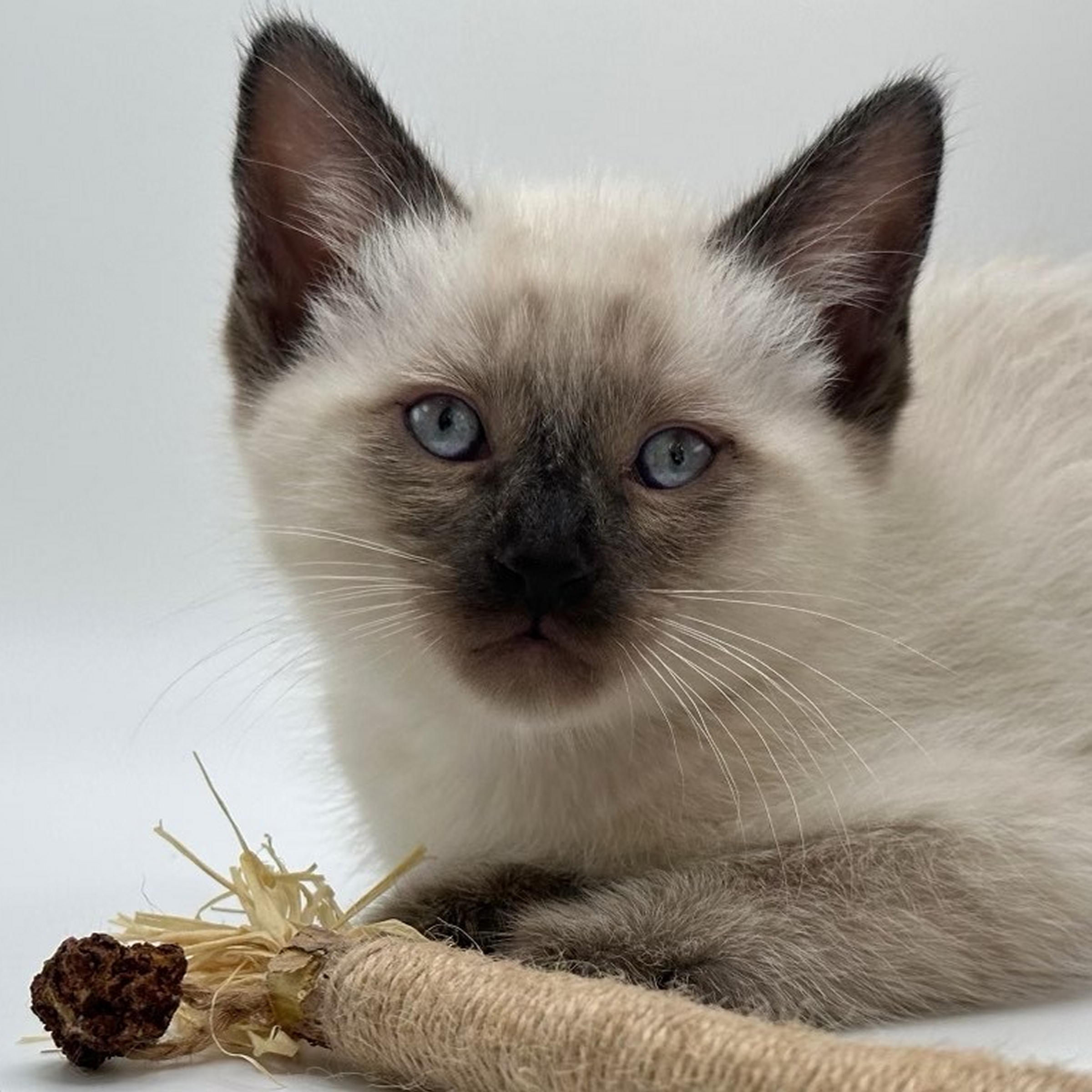 Busta Rhymes, an adoptable Domestic Short Hair, Siamese in Santa Fe, NM, 87501 | Photo Image 1