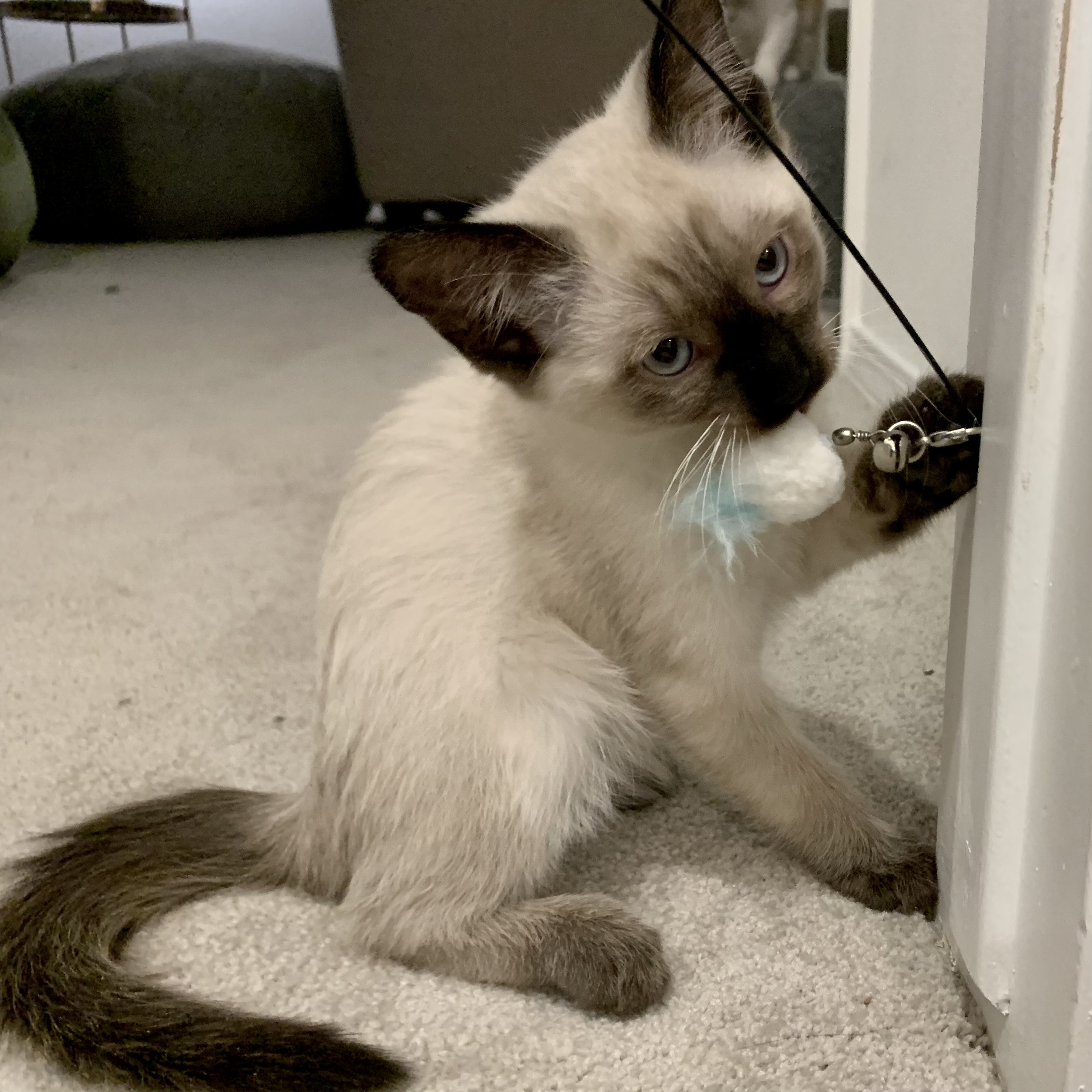 Busta Rhymes, an adoptable Domestic Short Hair, Siamese in Santa Fe, NM, 87501 | Photo Image 2
