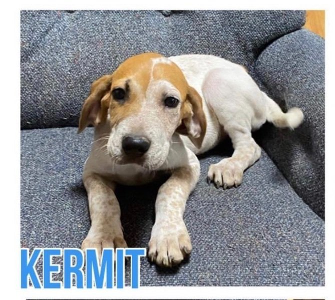 Kermit, an adoptable Hound & Australian Cattle Dog / Blue Heeler Mix in Grand Bay, AL_image-3