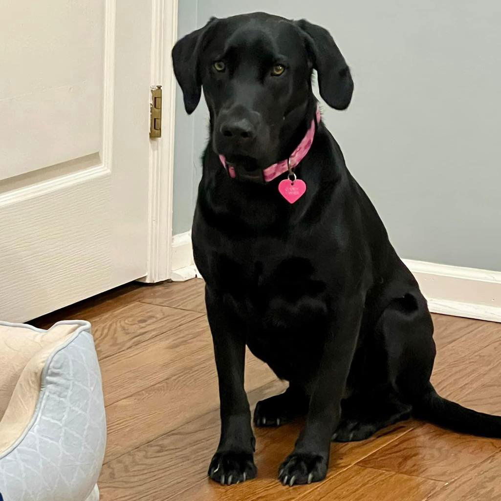 Rosie, an adoptable Black Labrador Retriever in Grand Bay, AL, 36541 | Photo Image 2