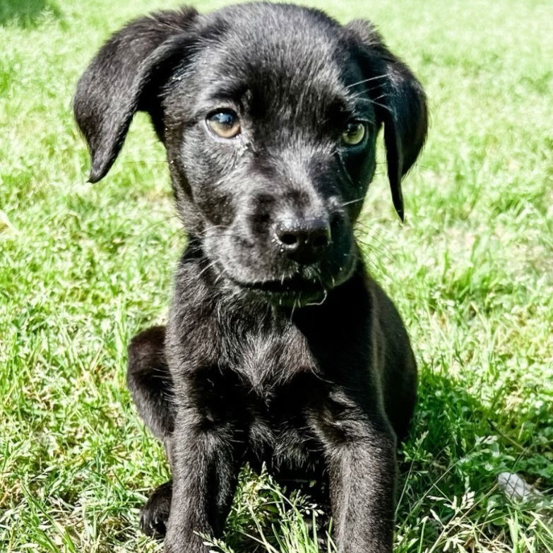 Rosie, an adoptable Black Labrador Retriever in Grand Bay, AL, 36541 | Photo Image 4