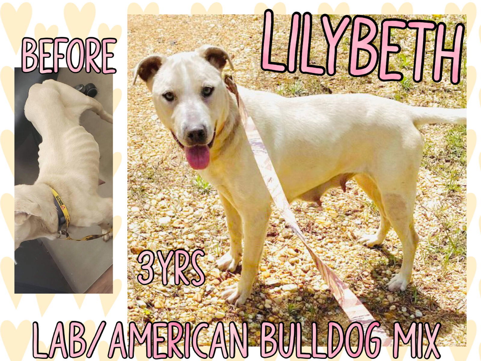 LilyBeth, an adoptable Yellow Labrador Retriever in Grand Bay, AL, 36541 | Photo Image 3