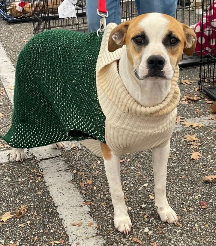 Dog for adoption Princess a Boxer Mix in Grand Bay AL Petfinder
