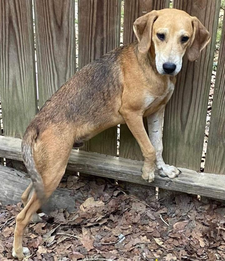 Heeler hot sale whippet mix