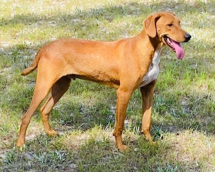 Redbone coonhound labrador sales retriever mix