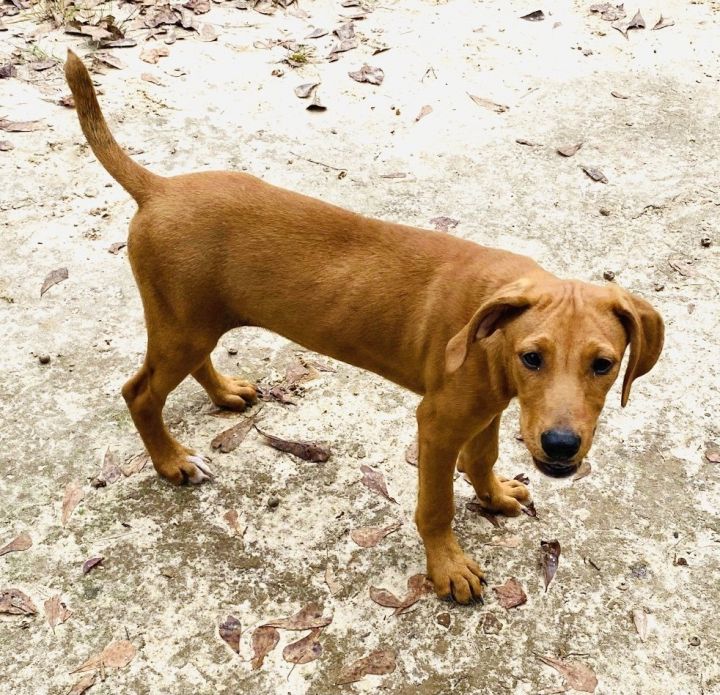 coonhound lab mix