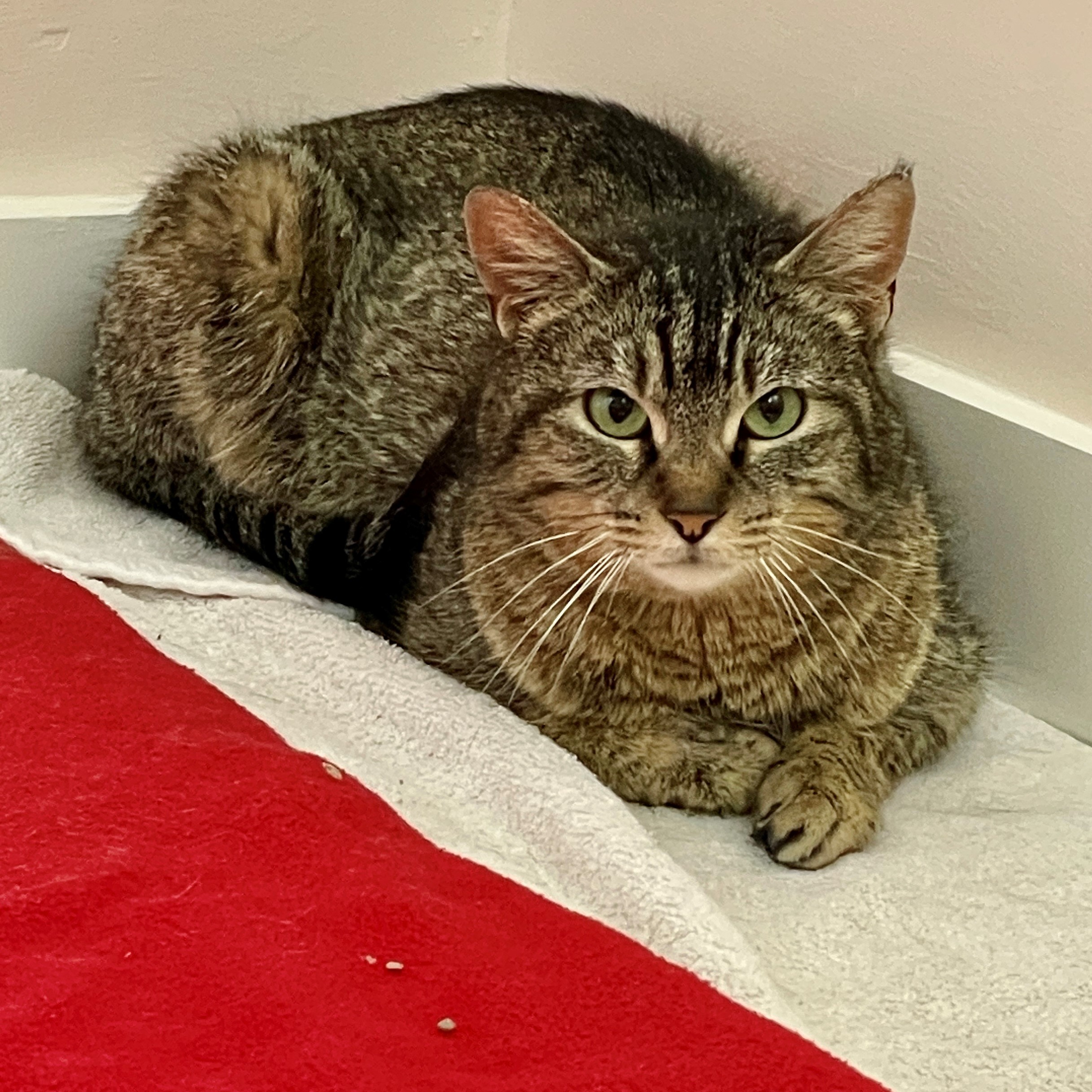 Berry, an adoptable Domestic Short Hair in Santa Fe, NM, 87501 | Photo Image 1