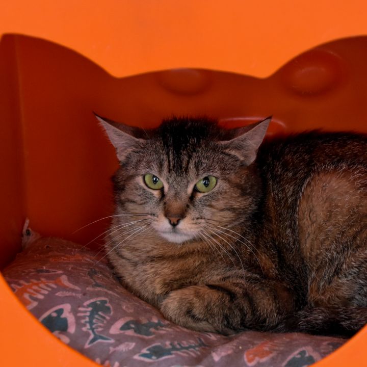 Berry, an adoptable Domestic Short Hair Mix in Santa Fe, NM_image-3