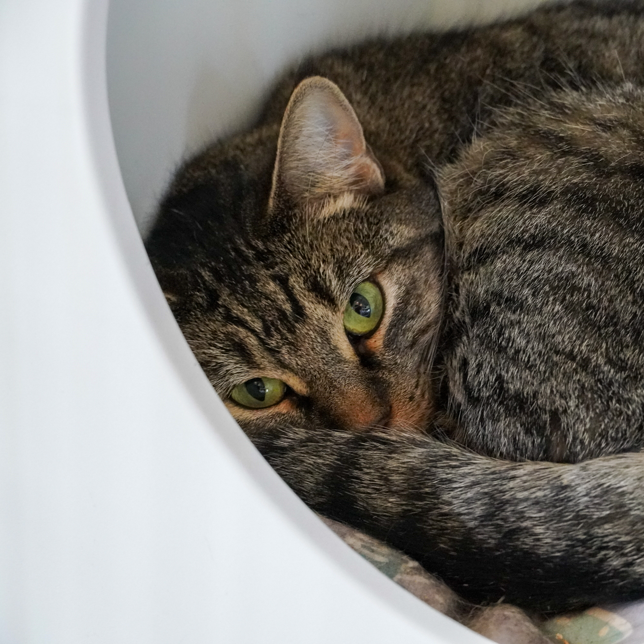 Berry, an adoptable Domestic Short Hair in Santa Fe, NM, 87501 | Photo Image 4