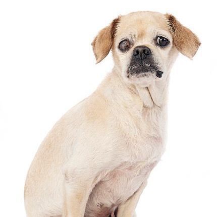 Rose, an adoptable Pug Mix in Forest Falls, CA_image-2