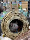 Ratatouille 