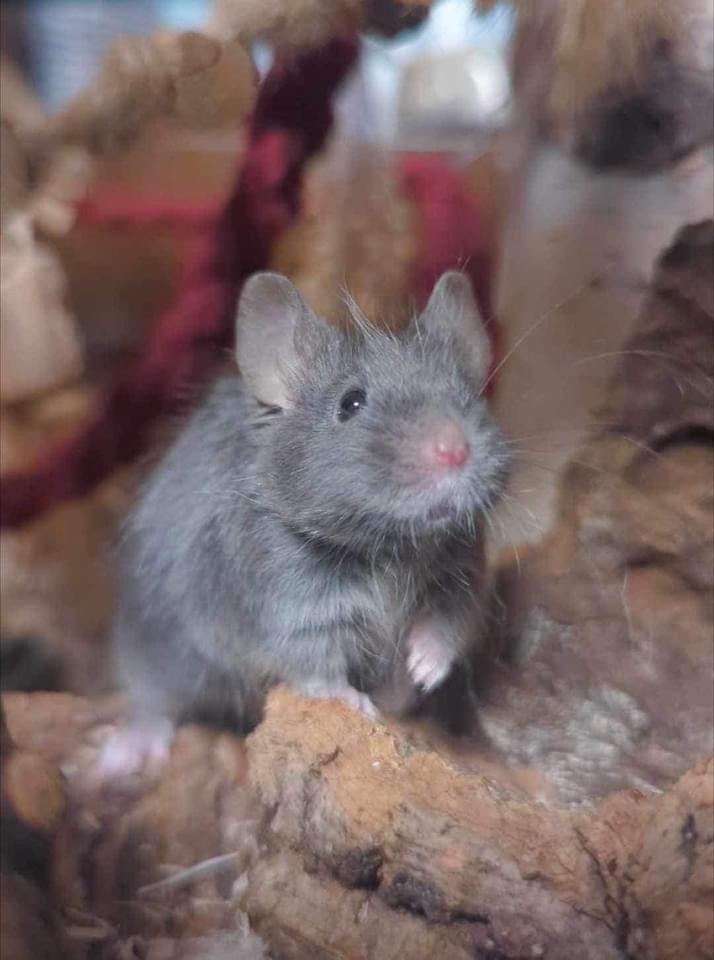 Twig, an adoptable Mouse in Eugene, OR_image-4