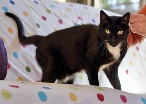 Miss Kitty is a graceful slender and velvety 14 year old gal who has a lot to say and would