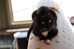 Miss Kitty is a graceful slender and velvety 15 year old gal who has a lot to say and would